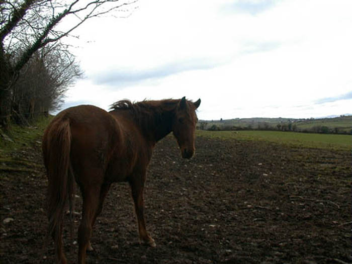 Horse 3.jpg 50.9K